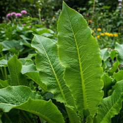 A picture of Horseradish 
