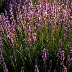 A picture of Lavender 