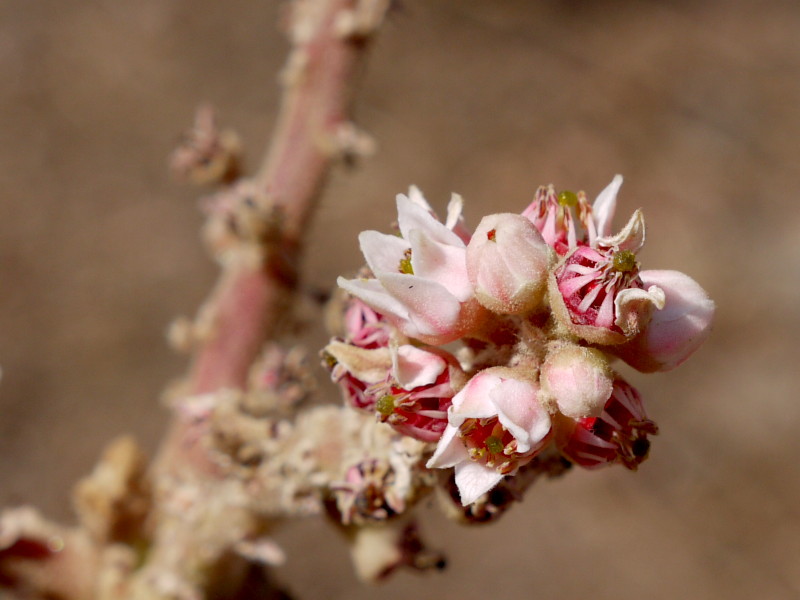 A picture of a Boswellia serrata flower