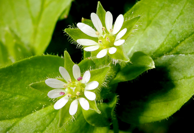 A close up of chickweed plant with flowers