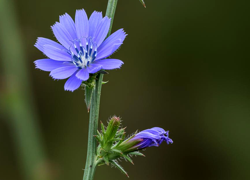A beautiful chicory plant in flower