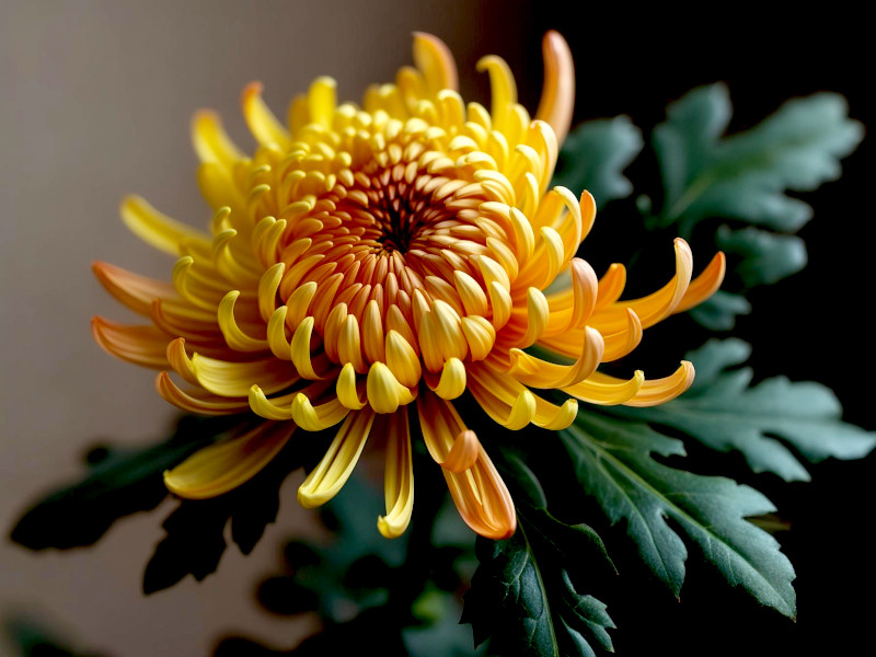 A flowering chrysanthemum plant