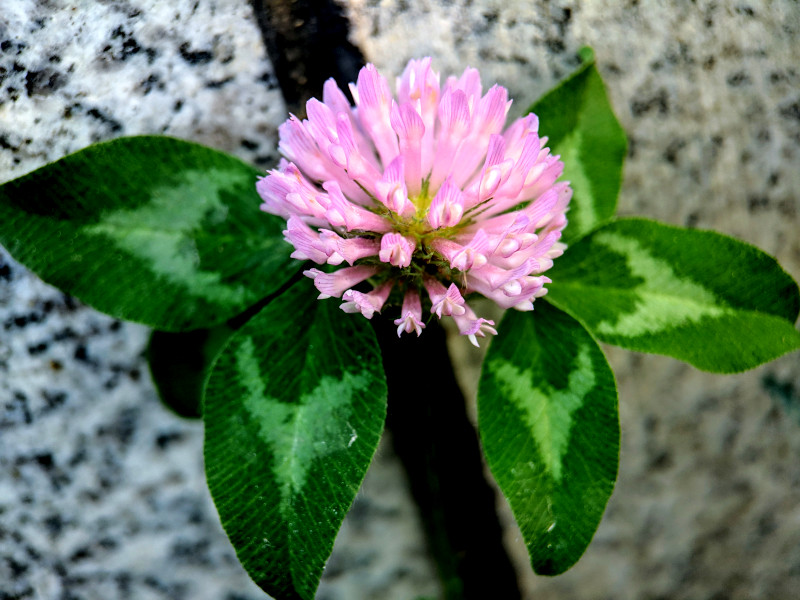 A picture of a clover plant in flower