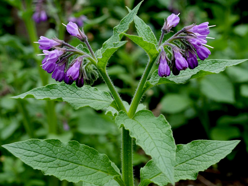 A comfrey plant with flowers