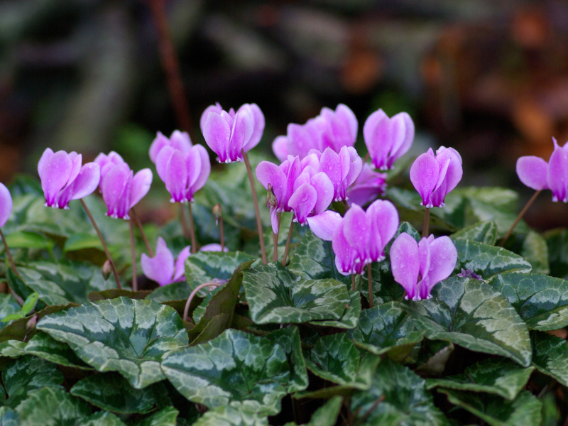 A cyclamen plant