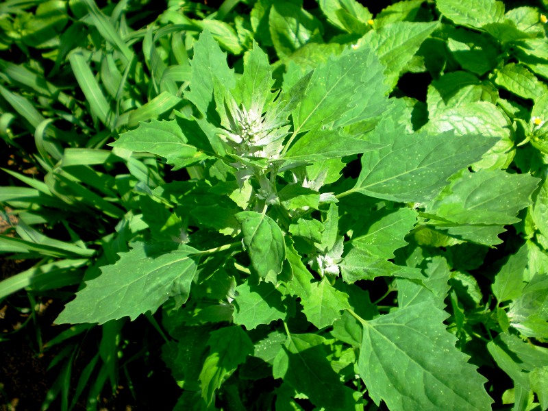 Fat Hen leaves