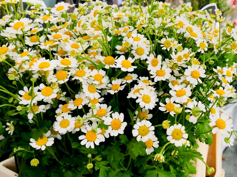 A bunch of Feverfew flowers