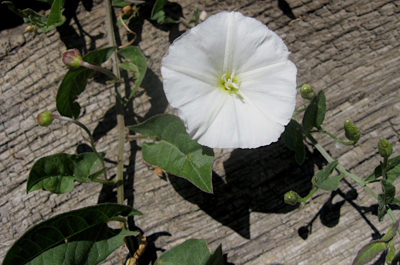 A picture of the bindweed plant