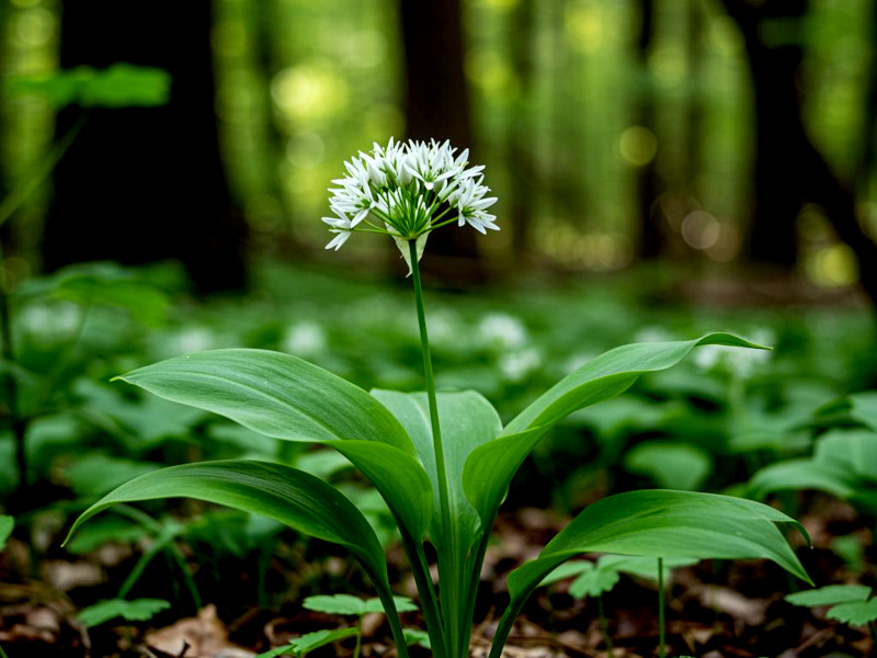 A wild garlic plant