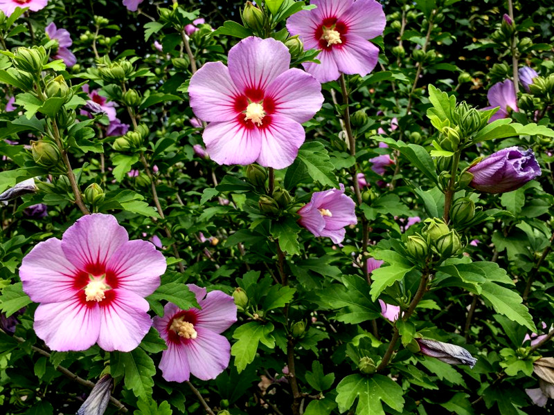A colourful hibiscus flower