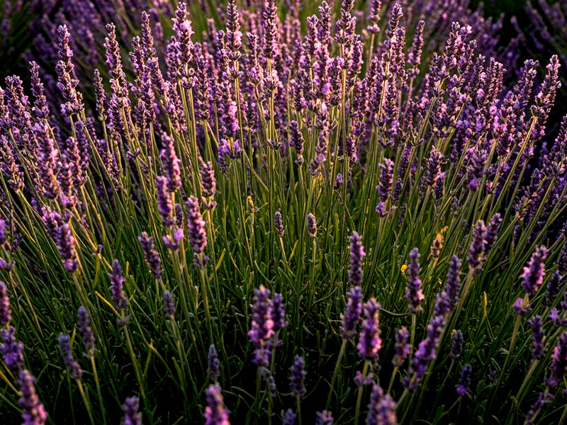 A patch of lavender flowers