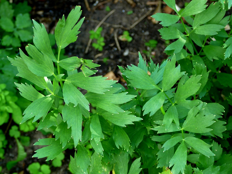 Some lovage plants