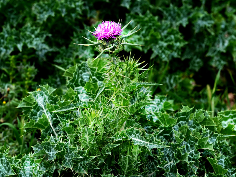 A spiny milk thistle plant in bloom