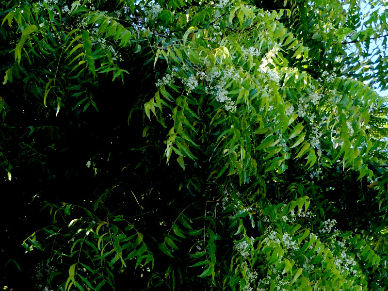 Foliage and creamy-white blooms of a Neem tree