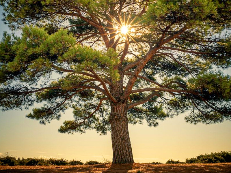 A mature maritime pine tree with sun shining through the foliage
