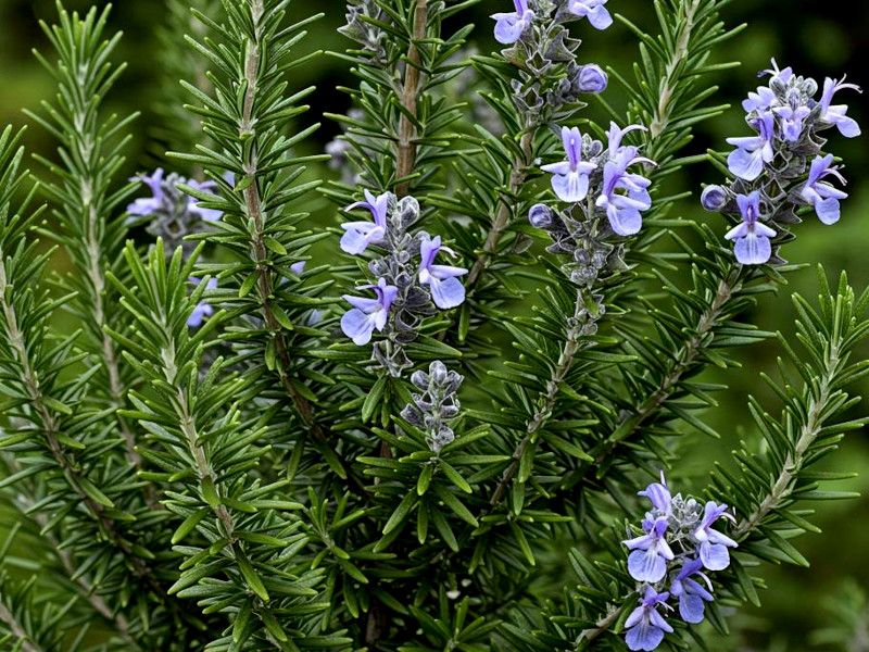 A rosemary plant with purple-blue blooms and green foliage