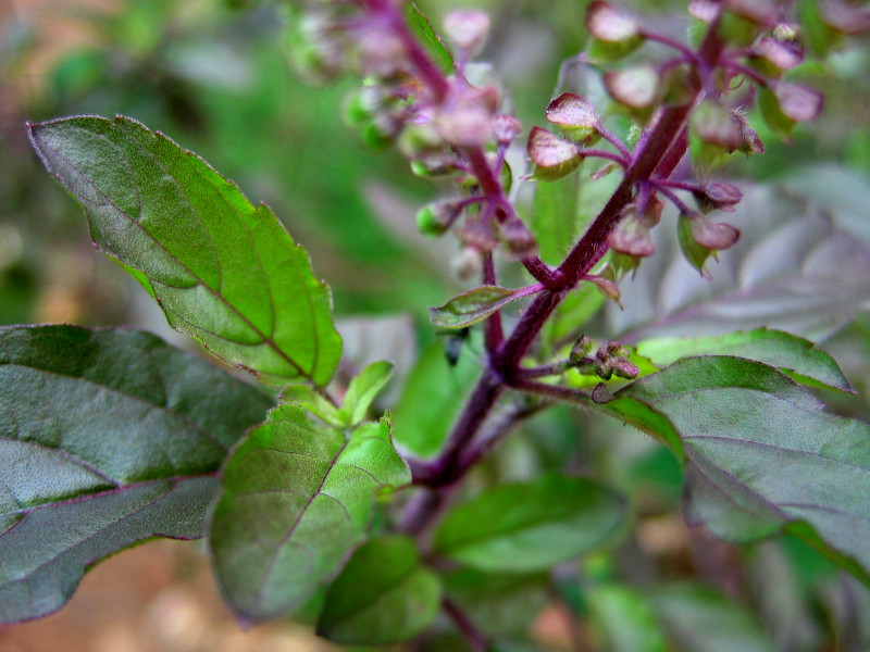 A close shot of a tulsi plant with purple stem, and purple-veined, green leaves.
