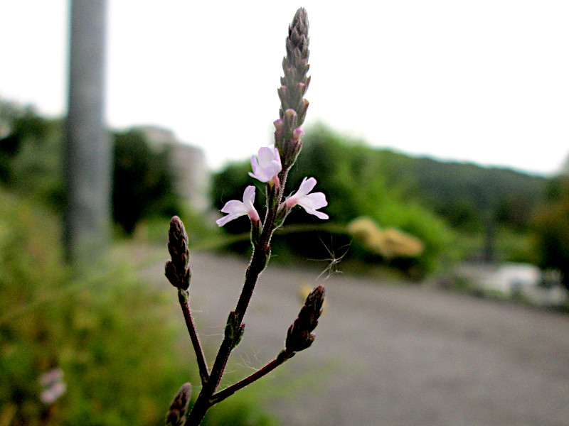 A close up of the pinkish-white blooms of a wild verbena plant